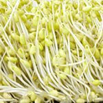 soybean sprouts