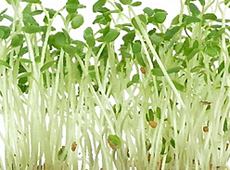 alfalfa sprouts