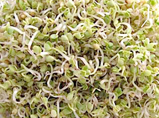 mustard sprouts